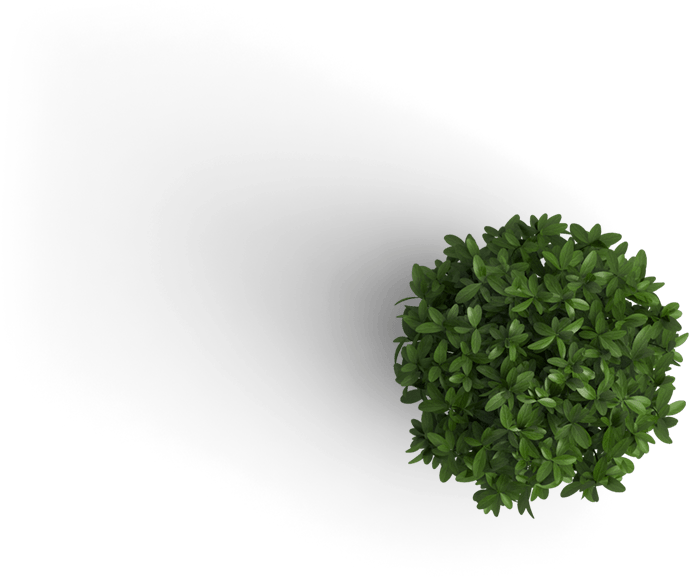 Bush